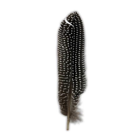 Speckled feather