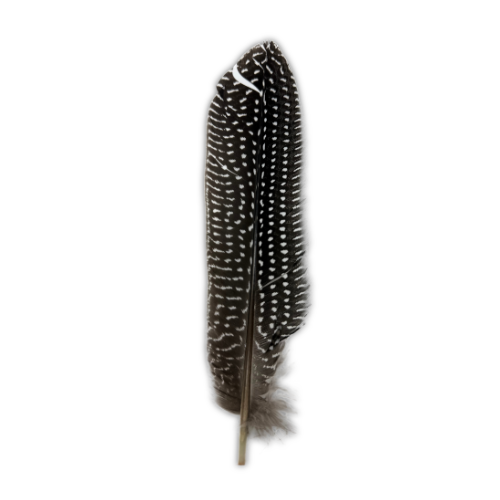 Pluma moteada