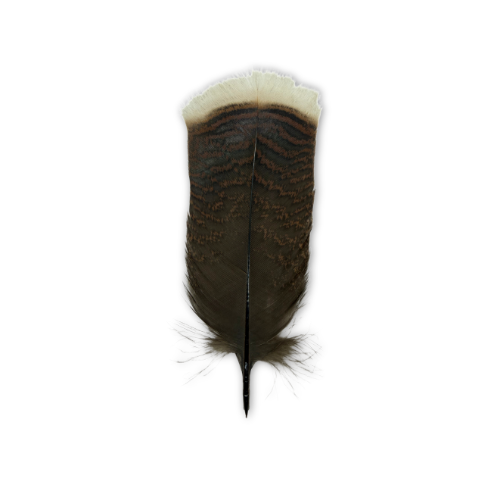Pluma pavo salvaje