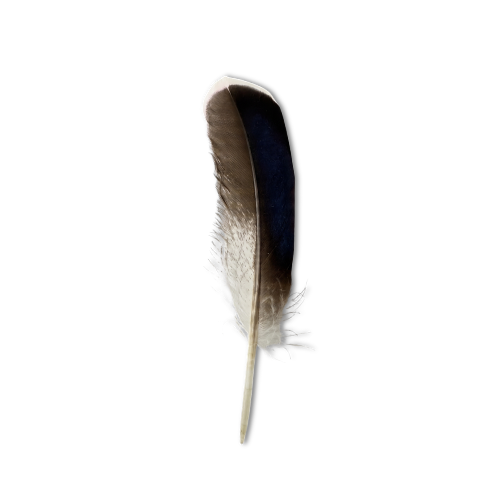 Pluma de pato