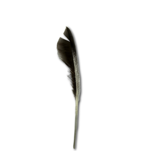 Pluma silvestre